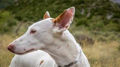 Podenco Ibicenco Perros Raza